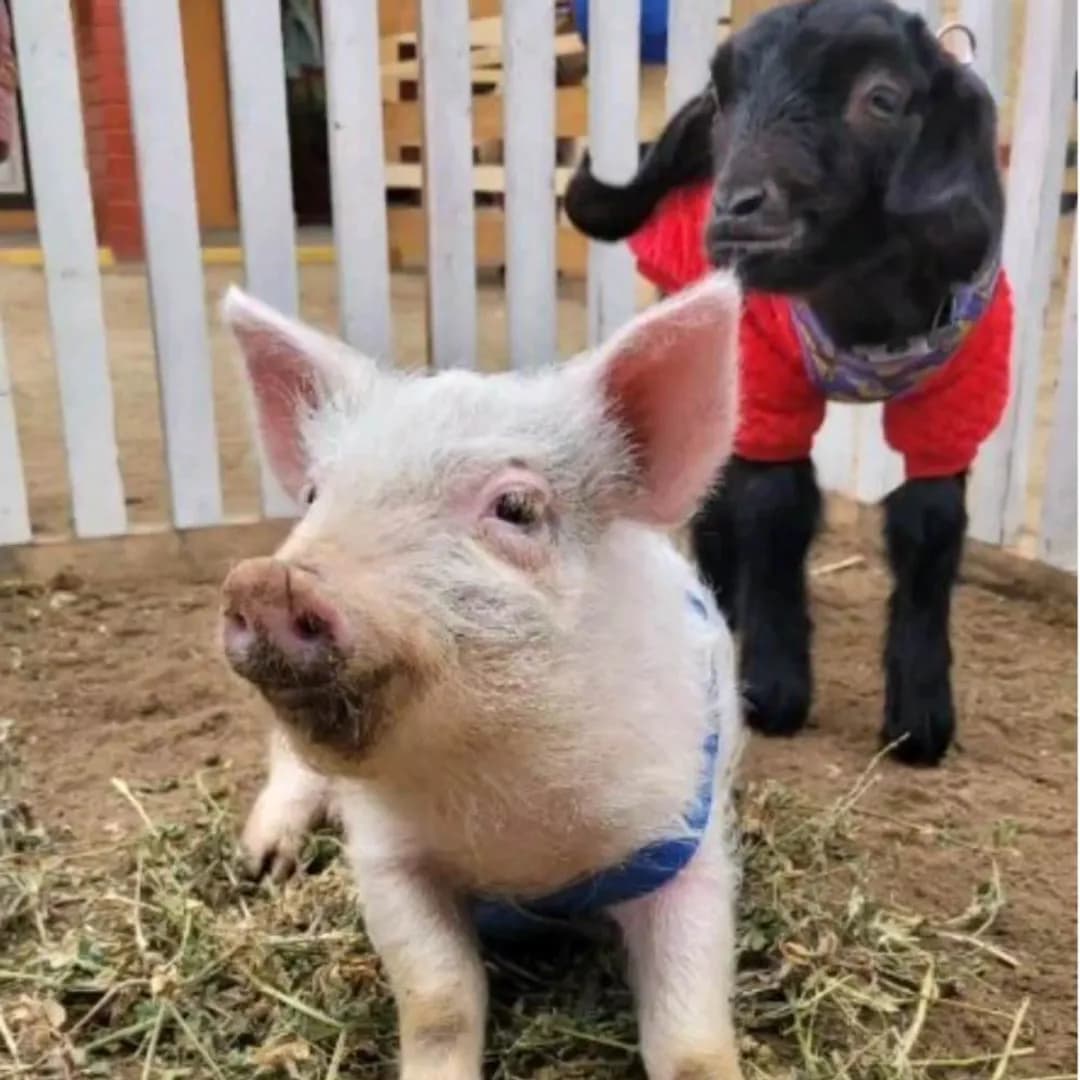 Imagen de variante 8